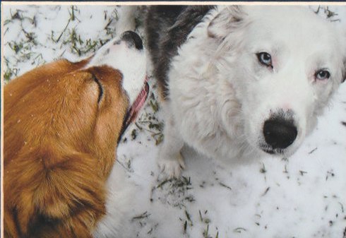 Blue and Penny snow