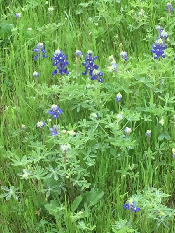 Bluebonnets 2020 small