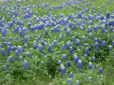 Field of bluebonnets small