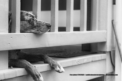 dog eagerly waiting small